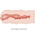 CRAZY BULL ISABEL MASTURBADOR VAGINA 135 CM