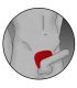 ELECTRASTIM ACCESORIO ESTIMULACIaN BASE PENE